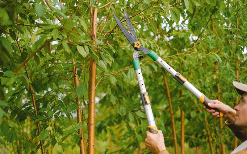 Tree trimming in Iron Ridge, WI