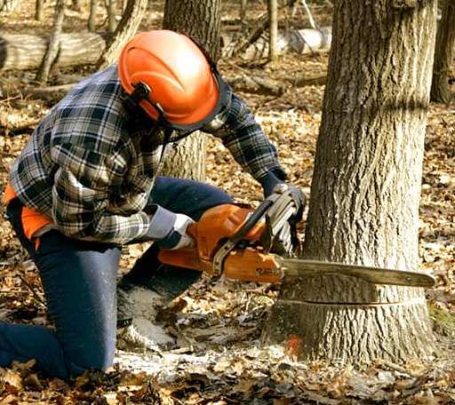 Tree Removal in Iron Ridge, WI